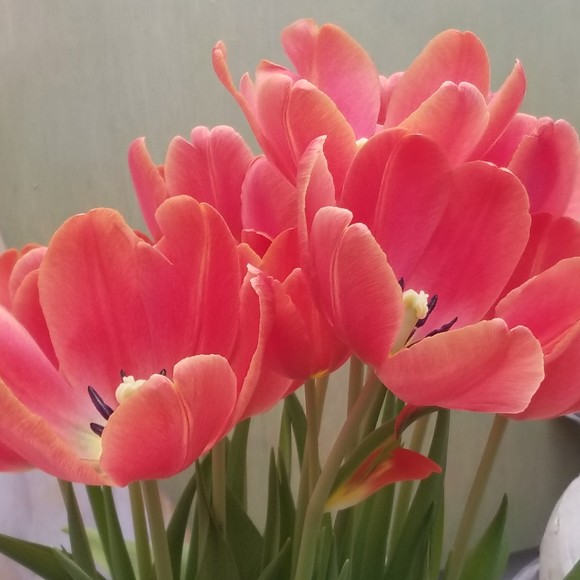 Meet your Posher, Steven - Picture 1 of 1